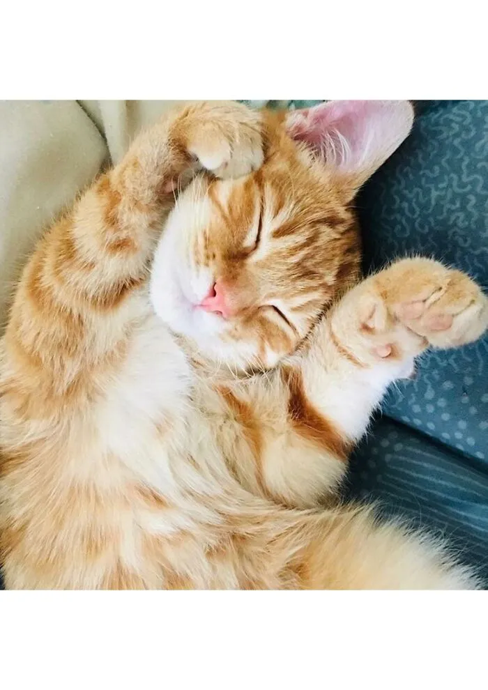 Snugs, From Galway