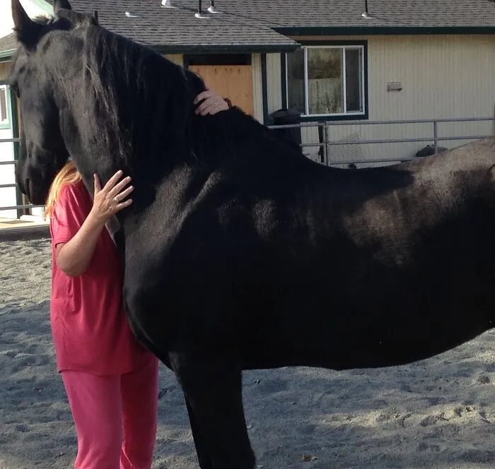 Jouke (U-Ka) The Wonder Horse…he Was Imported From Holland 16 Years Ago, Precious Owner Didn’t Know How To Care For A Friesian. Chronic Ulcers, Horrible Breath, Tender Back, Neck, Hips!  Super Jumping Afraid Of His Own Shadow! We Rehabbed Him Over Two And Half Years! We Are His Her Mates For 14 Years June 2021!