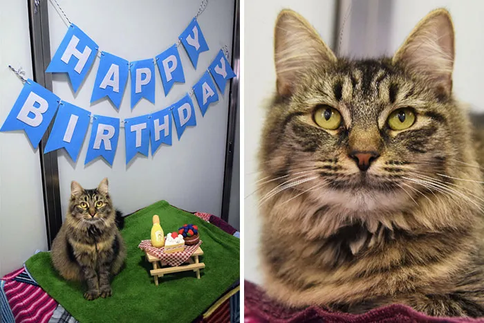 Los trabajadores del refugio organizan el cumpleaños de esta gata con la esperanza de que alguien la adopte, pero no aparece nadie
