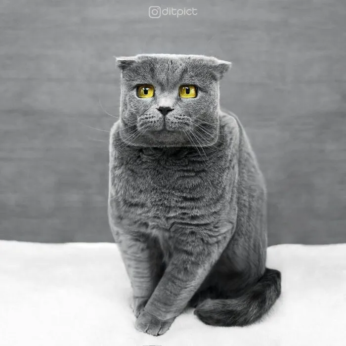 Artist Changes Animals To Be Shaped Like Cubes (24 New Pics)