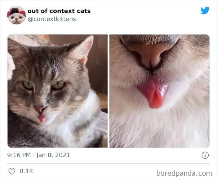 The “Out Of Context Cats” Twitter Page Shares Cat Pics That Give Off Confusing Energy (50 Pics)