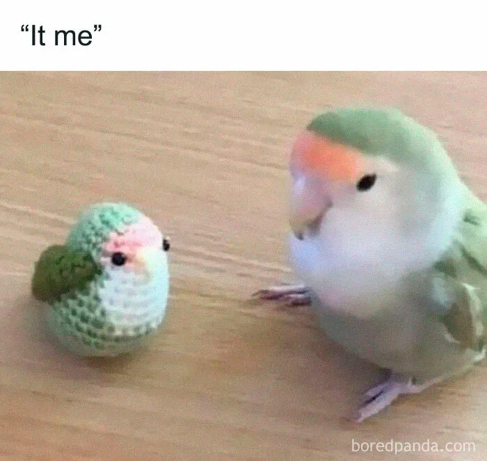 50 Of The Best Bird Memes Posted Online