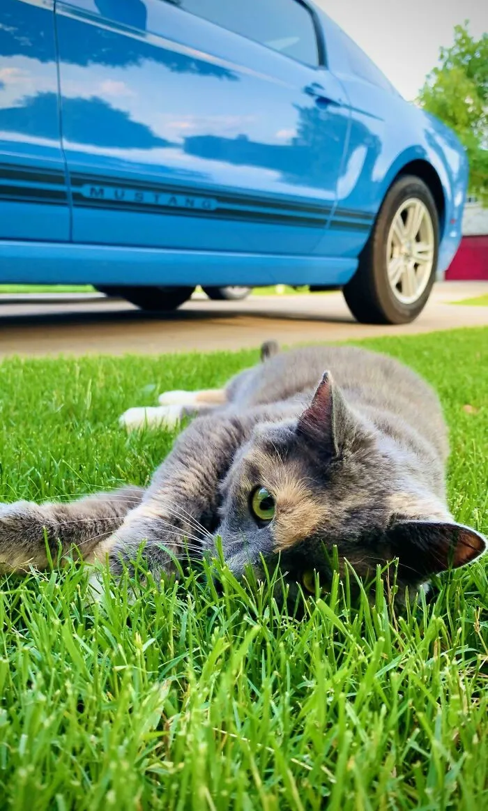 Whoever Said That Money Can’t Buy Happiness Has Never Paid An Adoption Fee. First Time Cat Owner, Im In Love With My Fur Ball