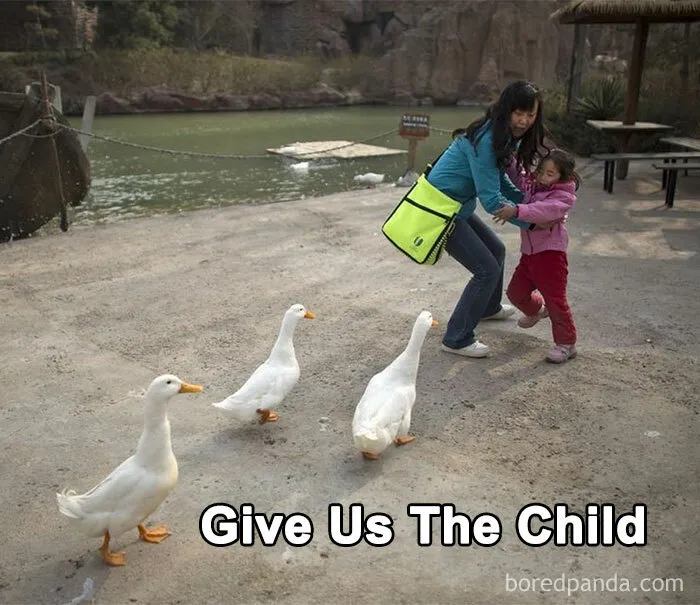 50 Of The Best Bird Memes Posted Online