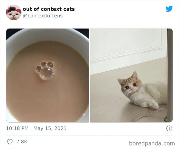 The “Out Of Context Cats” Twitter Page Shares Cat Pics That Give Off Confusing Energy (50 Pics)