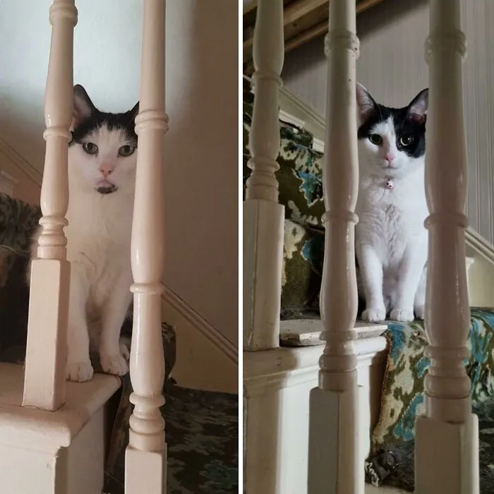 Took This Yesterday - On The Left Is Mitten, My Boy Who I Lost In 2017, And On The Right Is Sofia Who I Adopted Last Week. This Moment Made Me Think I Was Looking At Mitten Again