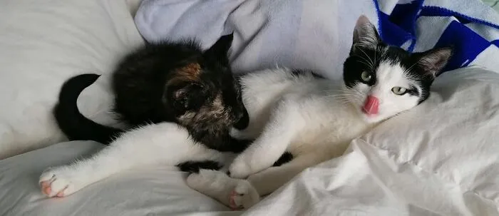 This Is Gimmie (White/Black Cat). She Came As A Fosterkitten Last Year. Now She Helps Me To Raise Other Fosterkitties.