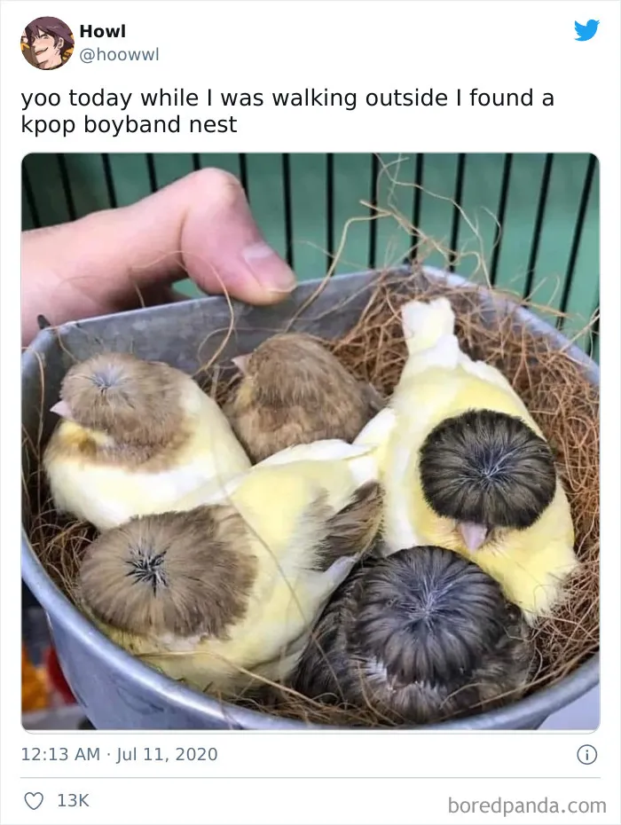 50 Of The Best Bird Memes Posted Online