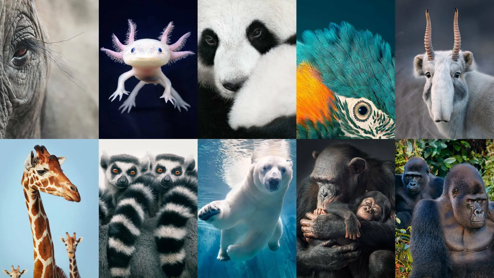 Hey Pandas, What’s Your Dream Pet?