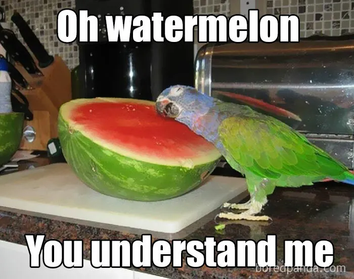 50 Of The Best Bird Memes Posted Online