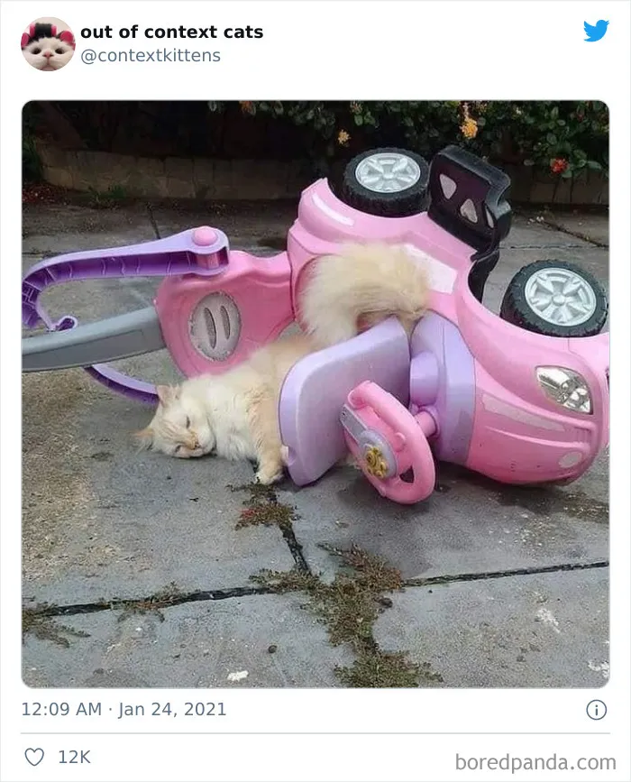 The “Out Of Context Cats” Twitter Page Shares Cat Pics That Give Off Confusing Energy (50 Pics)