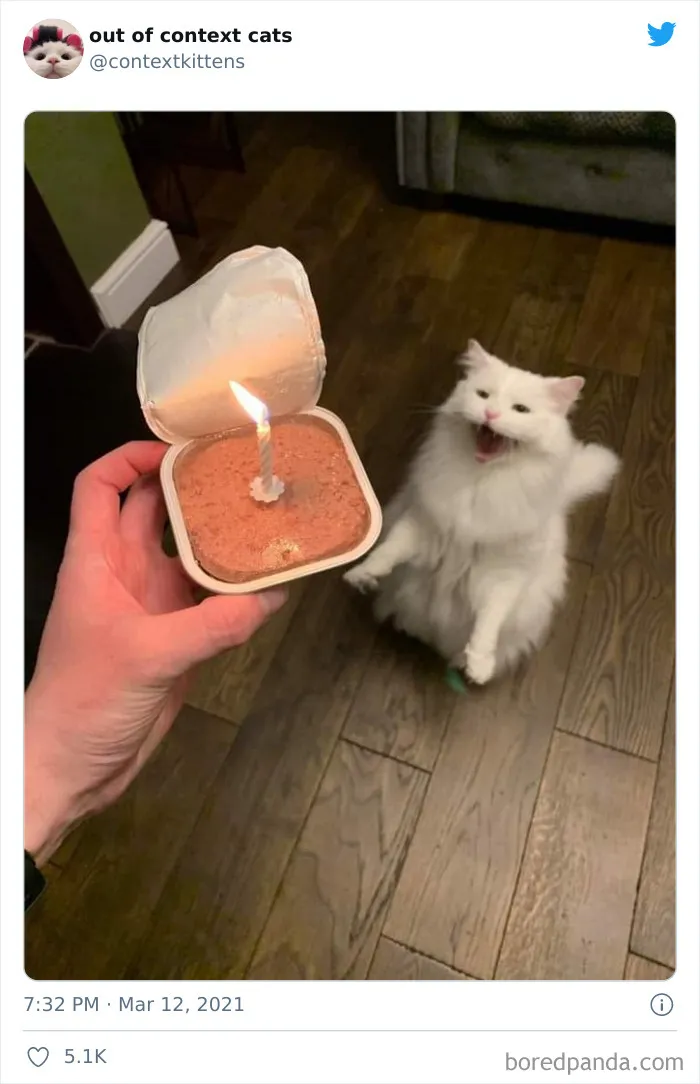The “Out Of Context Cats” Twitter Page Shares Cat Pics That Give Off Confusing Energy (50 Pics)