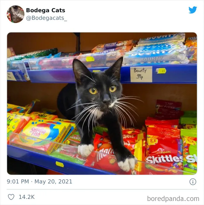 40 Cute Photos Of Bodega Cats That Feel Like Masters Of The Shops (New Pics)