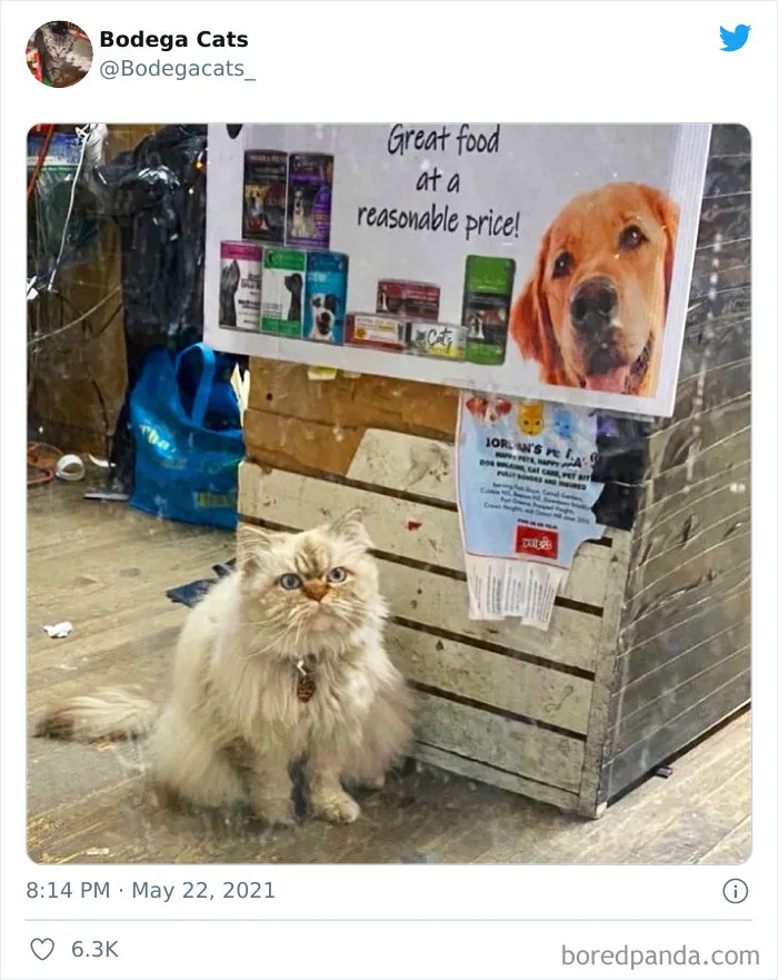 40 Cute Photos Of Bodega Cats That Feel Like Masters Of The Shops (New Pics)