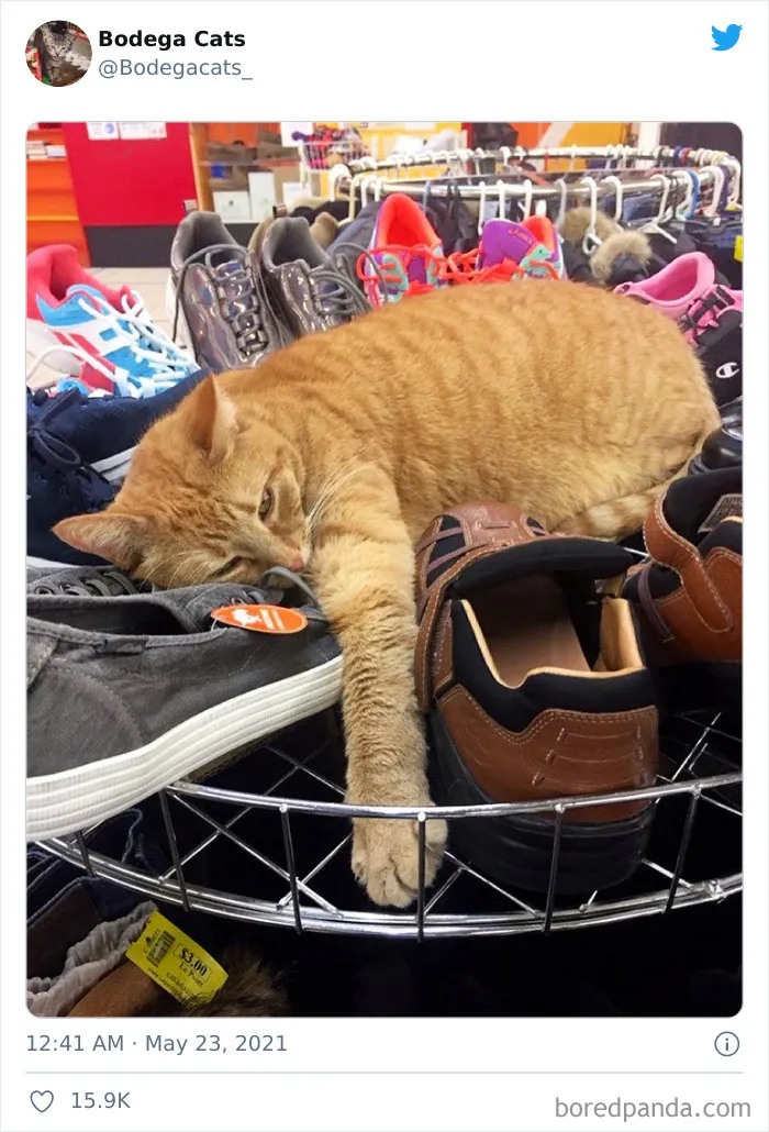 40 Cute Photos Of Bodega Cats That Feel Like Masters Of The Shops (New Pics)