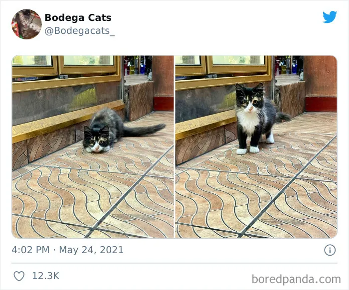 40 Cute Photos Of Bodega Cats That Feel Like Masters Of The Shops (New Pics)
