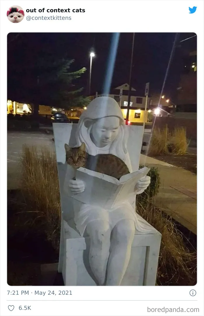 The “Out Of Context Cats” Twitter Page Shares Cat Pics That Give Off Confusing Energy (50 Pics)
