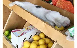 40 Cute Photos Of Bodega Cats That Feel Like Masters Of The Shops (New Pics)
