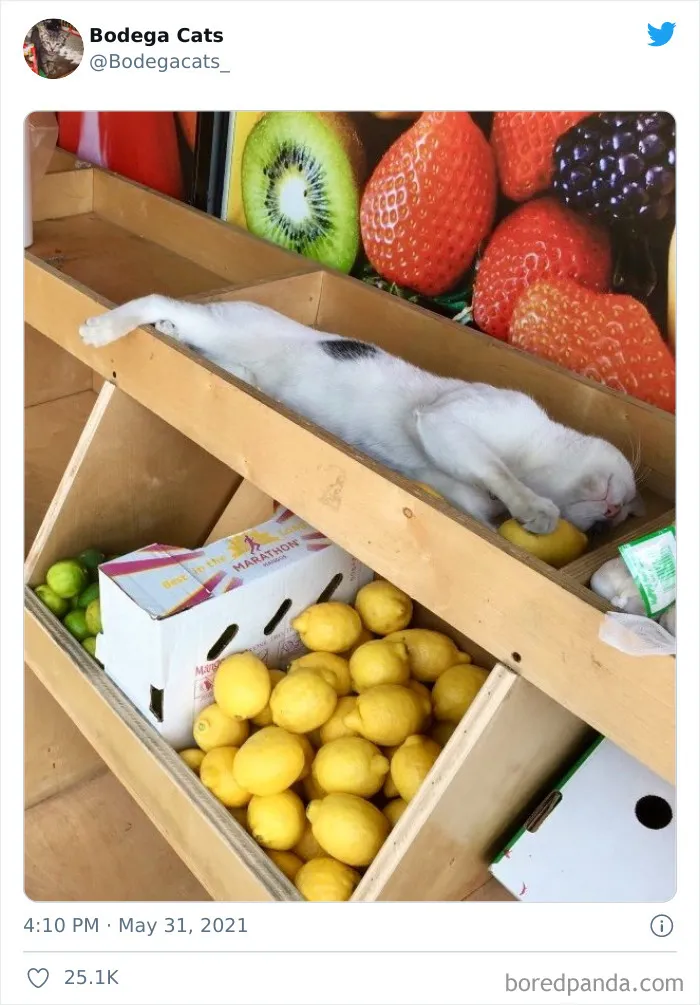 Cats-Store-Bodega-Pics