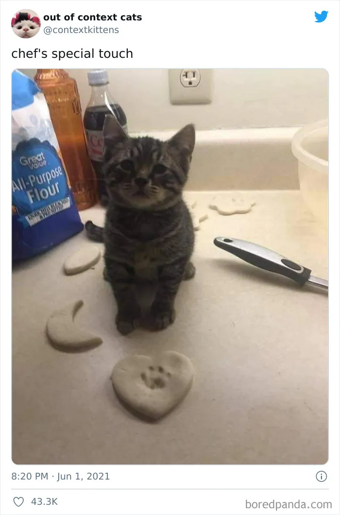 The “Out Of Context Cats” Twitter Page Shares Cat Pics That Give Off Confusing Energy (50 Pics)