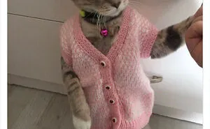 The “Out Of Context Cats” Twitter Page Shares Cat Pics That Give Off Confusing Energy (50 Pics)
