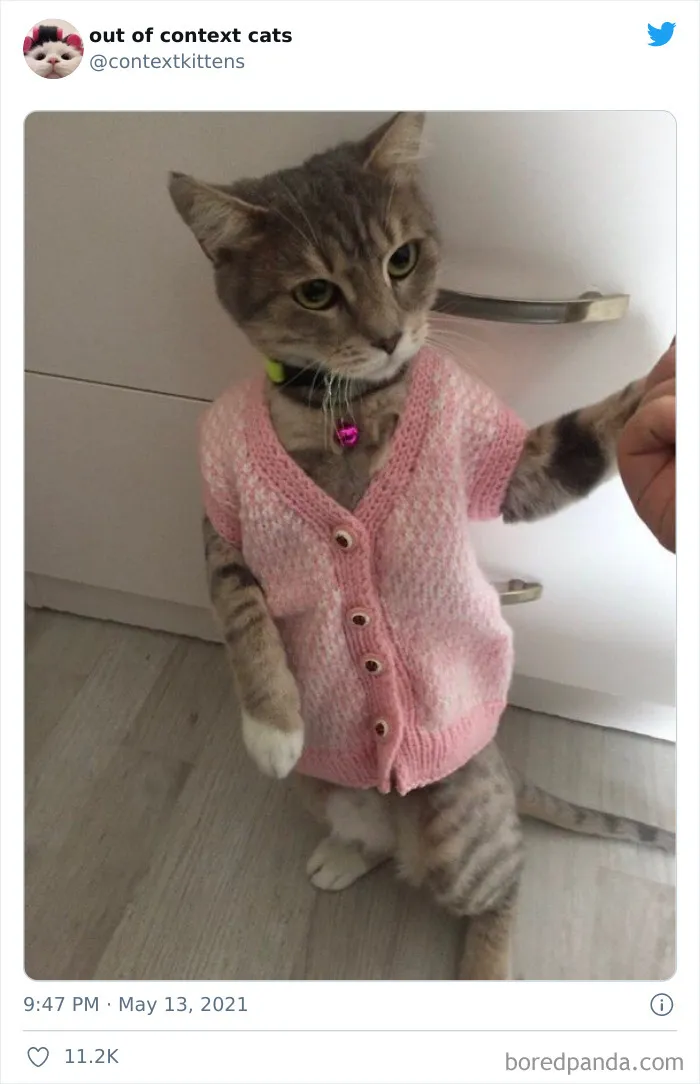 Out-Of-Context-Cat-Pics