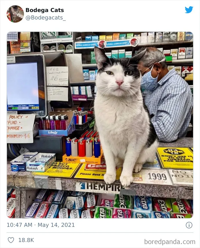 40 Cute Photos Of Bodega Cats That Feel Like Masters Of The Shops (New Pics)