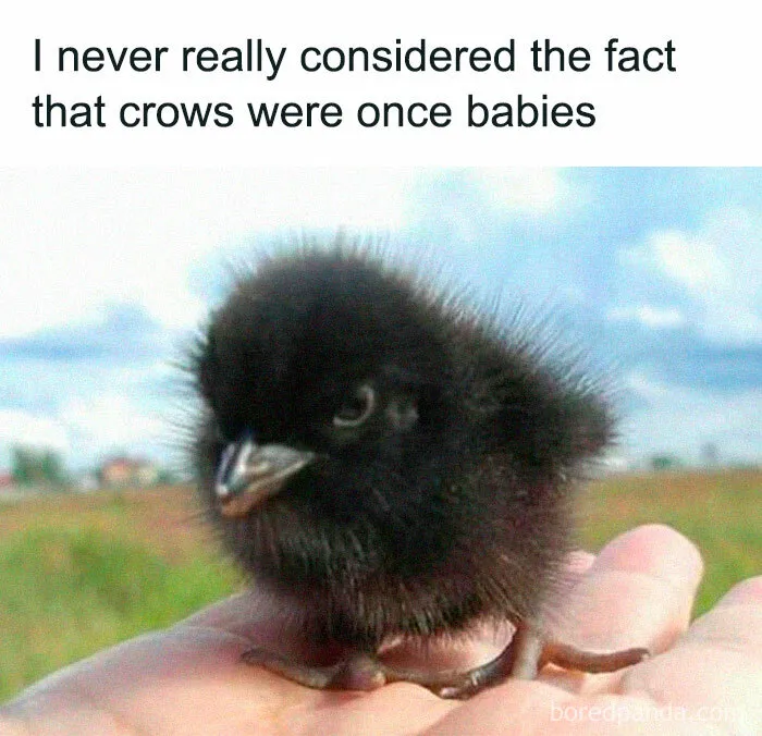 50 Of The Best Bird Memes Posted Online