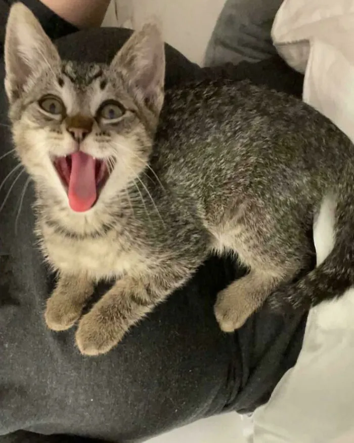 This Kitten Was Crying Outside Night After Night When My Boyfriend Would Leave For Work And Everyone Around Knew About Him From His Loud Screams. He Was Terrified. But An iPad With Mama Kitty Noises, Swift Hand Movements And One Hour Later, I Rescued Him, And Now He’s Smiling In His New Home