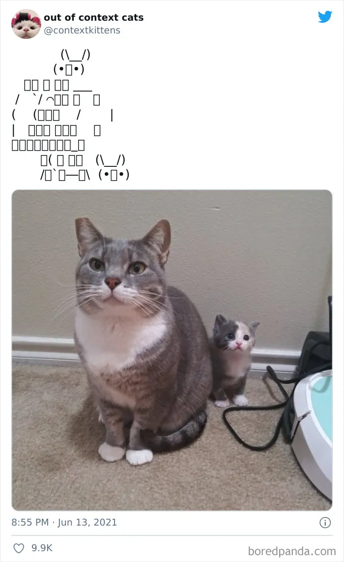 The “Out Of Context Cats” Twitter Page Shares Cat Pics That Give Off Confusing Energy (50 Pics)