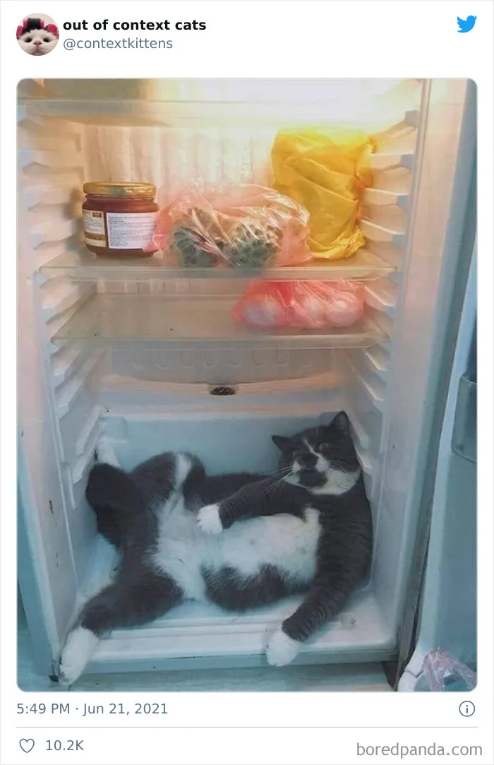 The “Out Of Context Cats” Twitter Page Shares Cat Pics That Give Off Confusing Energy (50 Pics)