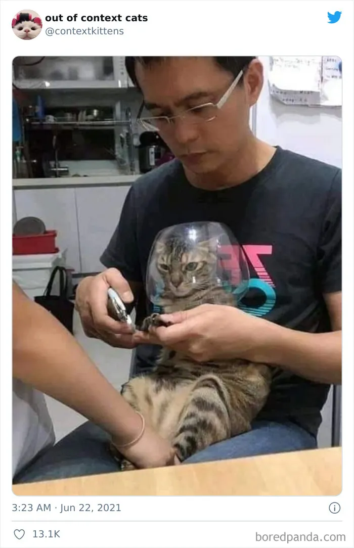 The “Out Of Context Cats” Twitter Page Shares Cat Pics That Give Off Confusing Energy (50 Pics)