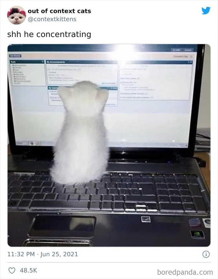 The “Out Of Context Cats” Twitter Page Shares Cat Pics That Give Off Confusing Energy (50 Pics)