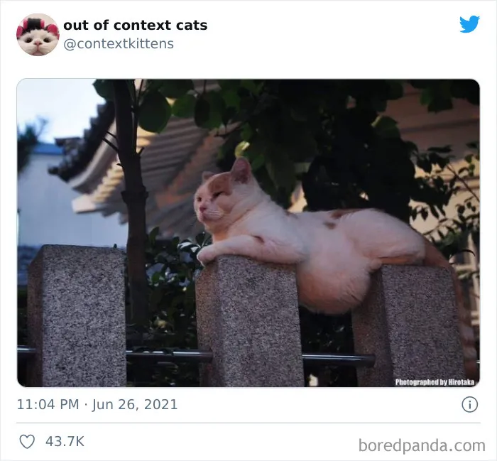 Out-Of-Context-Cat-Pics