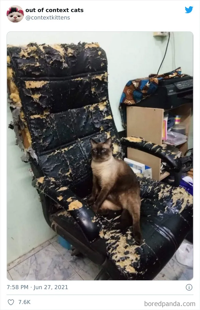 The “Out Of Context Cats” Twitter Page Shares Cat Pics That Give Off Confusing Energy (50 Pics)