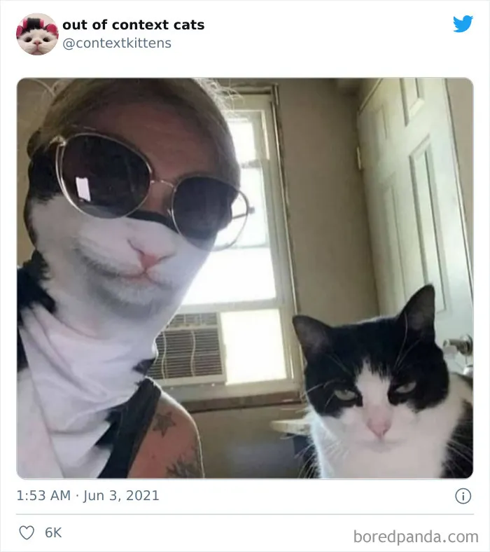 The “Out Of Context Cats” Twitter Page Shares Cat Pics That Give Off Confusing Energy (50 Pics)