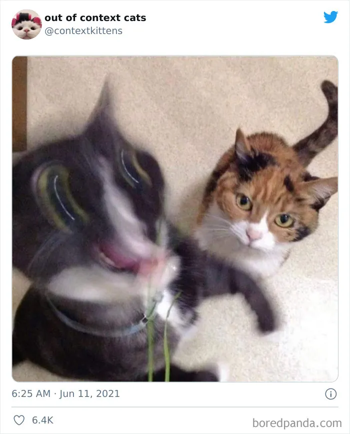 The “Out Of Context Cats” Twitter Page Shares Cat Pics That Give Off Confusing Energy (50 Pics)