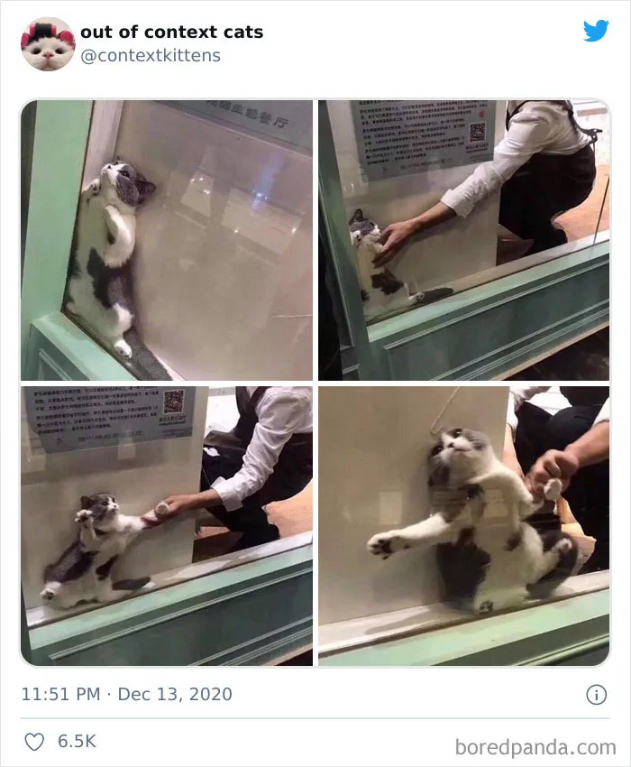 The “Out Of Context Cats” Twitter Page Shares Cat Pics That Give Off Confusing Energy (50 Pics)