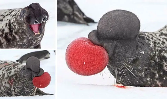 Hooded Seals Inflate The Inside Of Their Noses To Impress Females