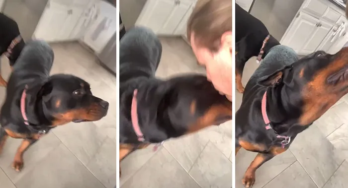 Owners Wanted To See The Reactions Of Their Pets After They Get Unexpected Kisses (45 Pics)