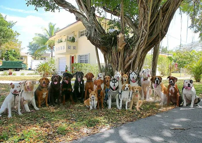 This Dog Daycare Center Manages The Impossible By Taking Perfect Group Dog Photos (30 Pics)