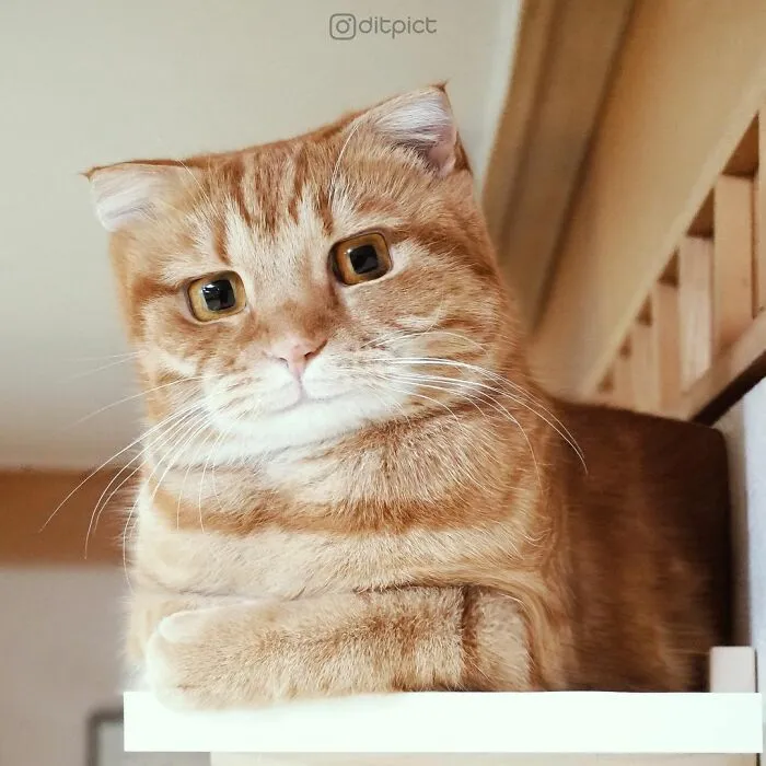 Artist Changes Animals To Be Shaped Like Cubes (24 New Pics)