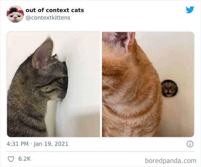 The “Out Of Context Cats” Twitter Page Shares Cat Pics That Give Off Confusing Energy (50 Pics)