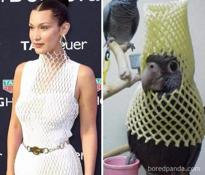 25 De los mejores memes de pájaros publicados en Internet