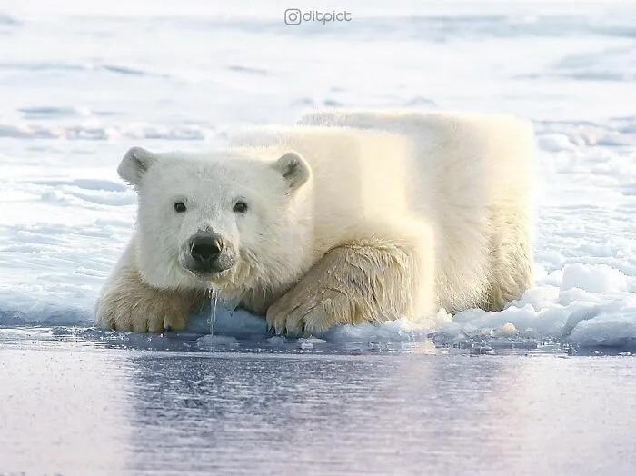 Artist Changes Animals To Be Shaped Like Cubes (24 New Pics)