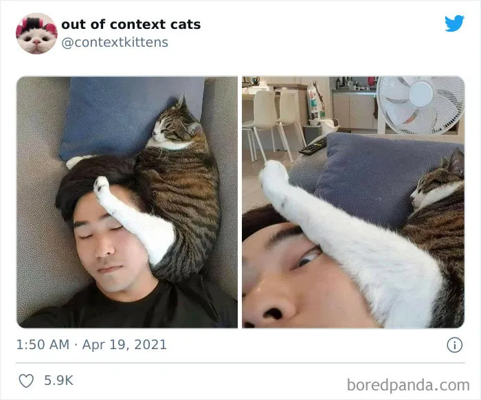 The “Out Of Context Cats” Twitter Page Shares Cat Pics That Give Off Confusing Energy (50 Pics)