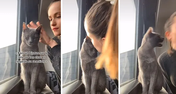 Owners Wanted To See The Reactions Of Their Pets After They Get Unexpected Kisses (45 Pics)