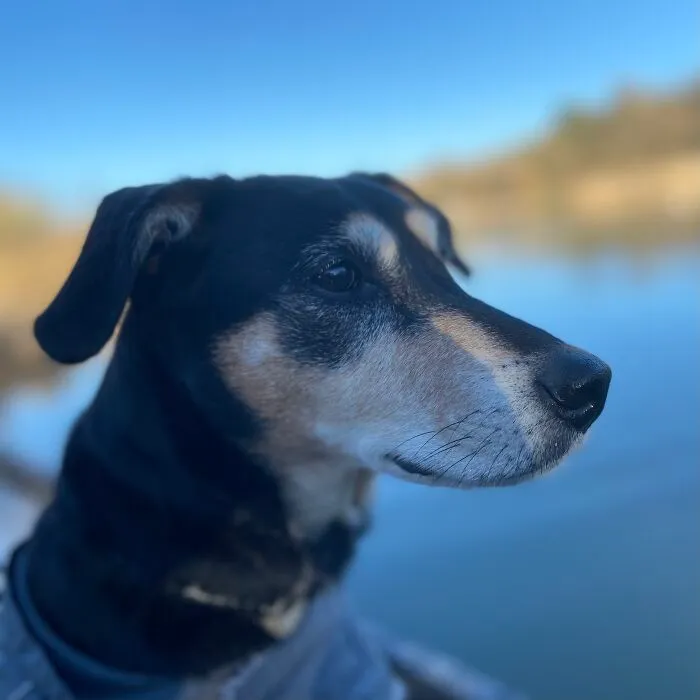 Maisy