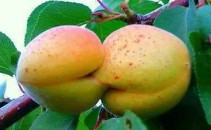 50 Times People Spotted Pareidolia In These Vegetables And Fruits And Just Had To Take A Pic