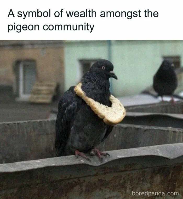 50 Of The Best Bird Memes Posted Online